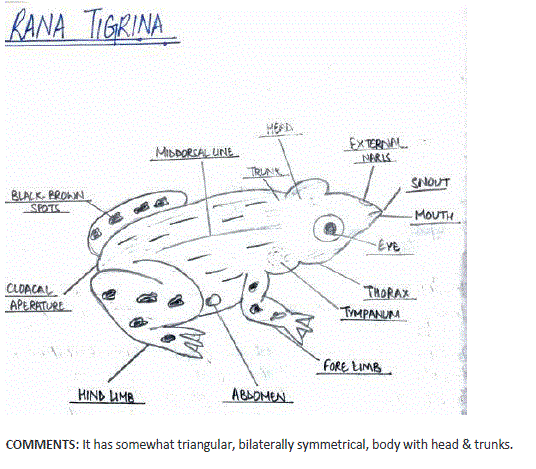 Rana Tigrina