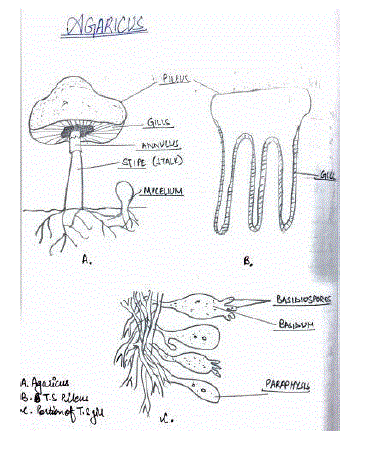 Biology class11 experiment5 image2