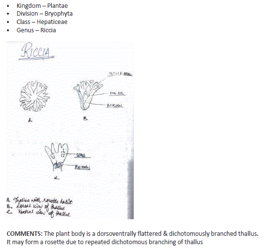 Biology class11 experiment5 image7