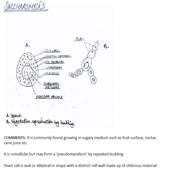 Biology class11 experiment5 image4