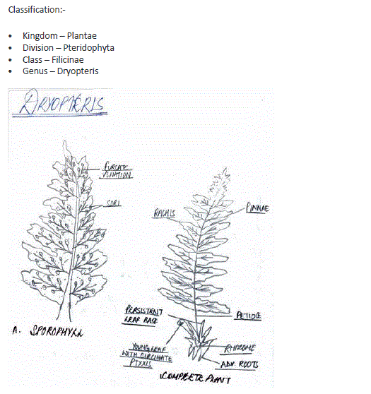 Biology class11 experiment5 image11