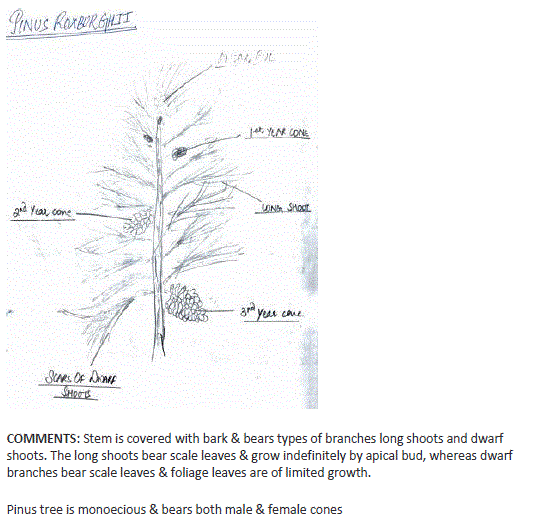 Biology class11 experiment5 image14