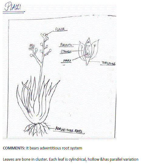 Biology class11 experiment5 image19