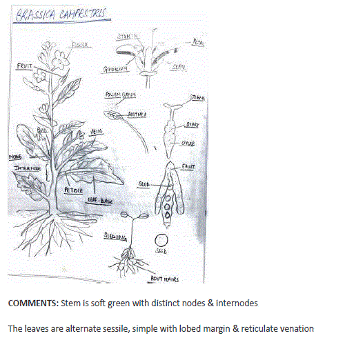 Biology class11 experiment5 image17