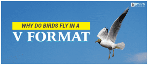 Why Do Birds Fly in a V Why Do Birds Fly in a V