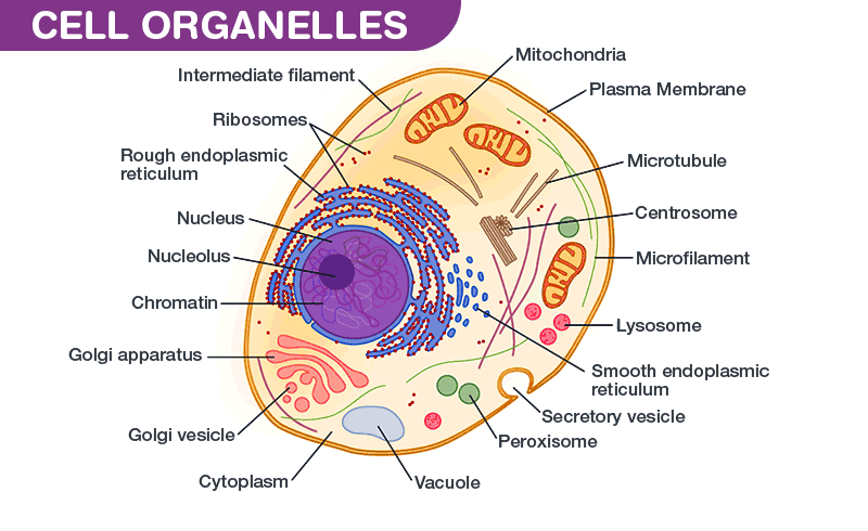 Cell | Centrosome And Centrioles | Centrioles In Cell Division