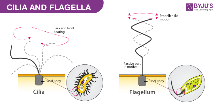 Cilia and Flagella