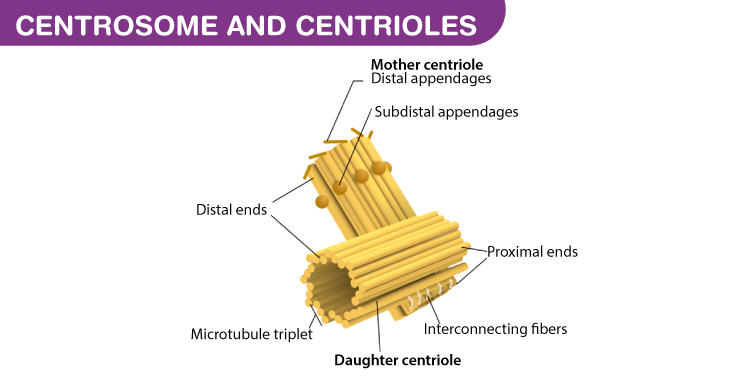 Centrosome and Centrioles