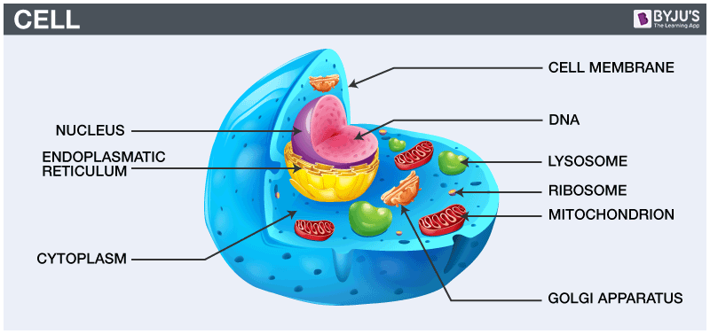 Cell diagram - important diagram class 9 science