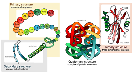 quaternary structure of proteins