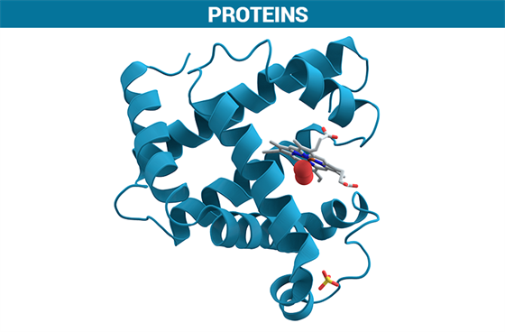 building blocks of proteins