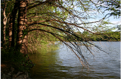 Water - Forest Resources Water - Forest Conservation