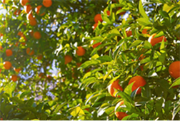 Food - Forest Resources Food - Forest Conservation