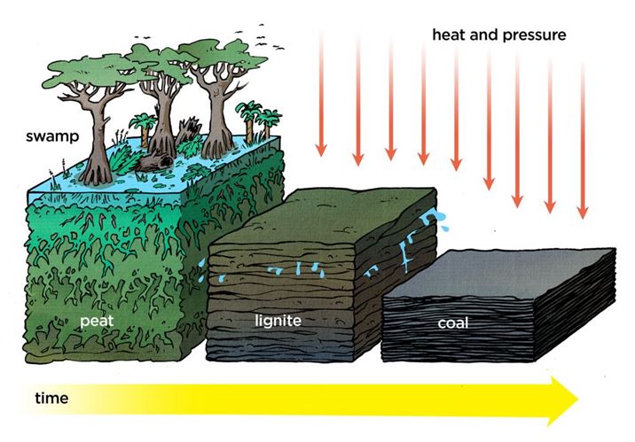 Flow Chart Of Coal Formation