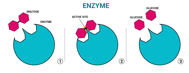 Enzymes Enzymes