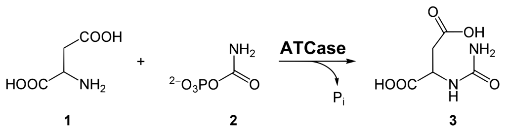 Synthesis of carbamoyl aspartic acid Synthesis of carbamoyl aspartic acid