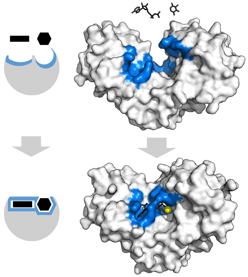 Enzyme Enzyme