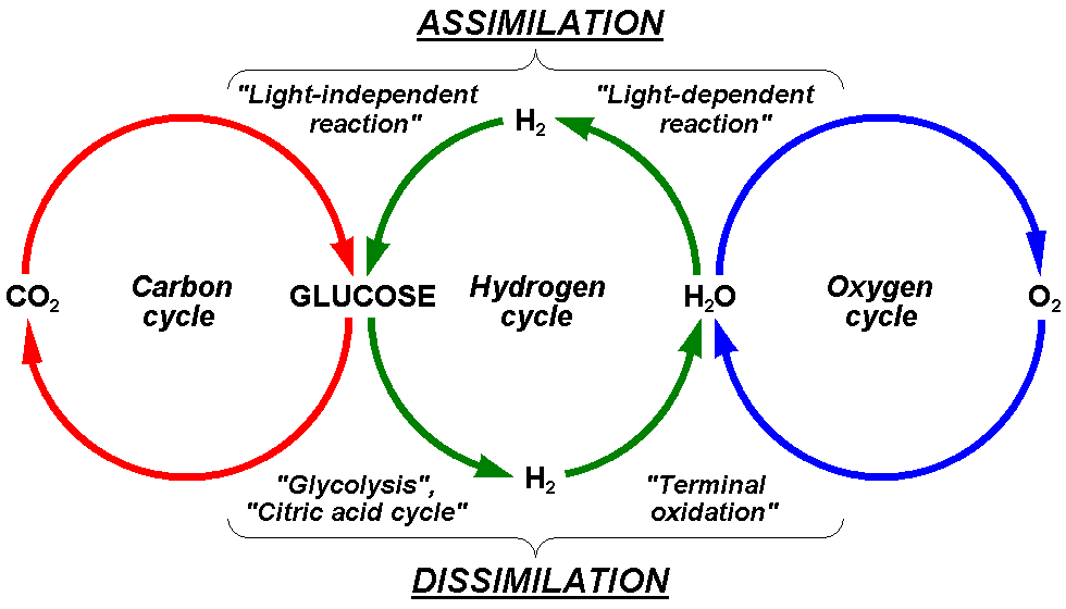 Oxygen Cycle Oxygen Cycle