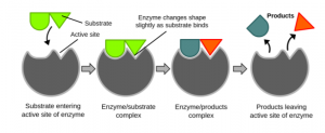Enzyme - Catalysis Enzyme - Catalysis