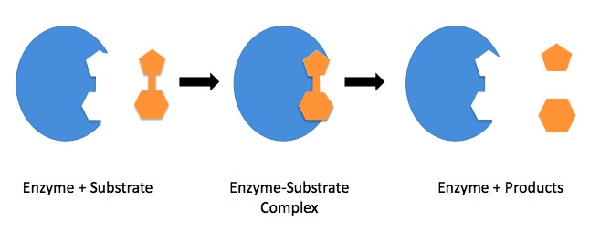 Enzyme Properties Explain How Enzymes