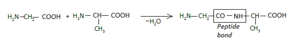 Formation of Peptide Bond