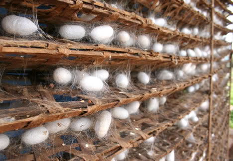 Rearing Of Silkworm Rearing Of Silkworm