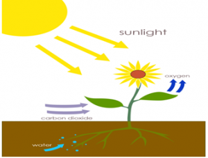 Photosynthesis : A Natural Reaction Photosynthesis : Chemical Reactions