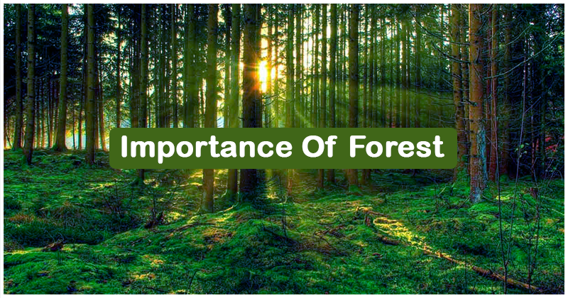 Importance of Forest | Importance of Trees | Forest Protection