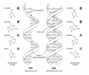 nucleic acids definition examples functions of nucleic what is the function of nucleic acids