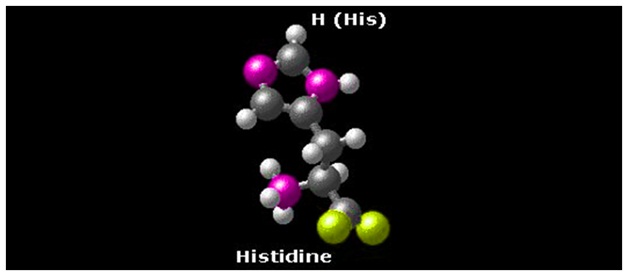 Histidine Histidine