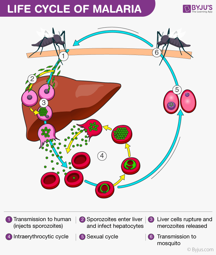 Malaria Life Cycle Diagram Ncert