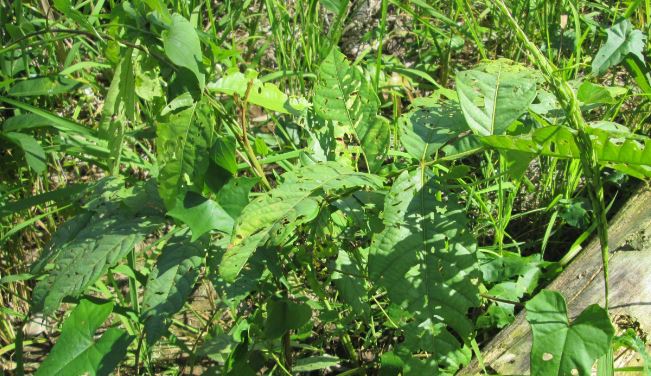 Crop protection before & during the cultivation