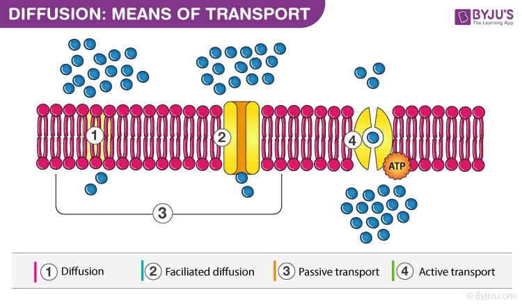 Diffusion In Plants Means Of Transport, Types & Importance