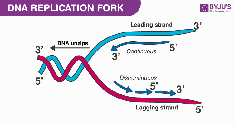 Dna Replication Machinery Enzymes 1 