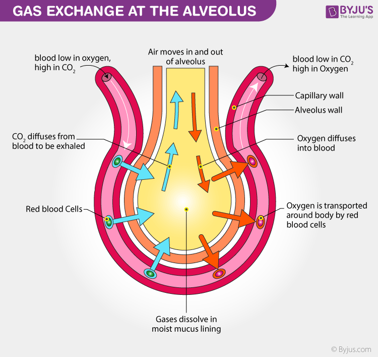 Flow Chart Of Gas Exchange