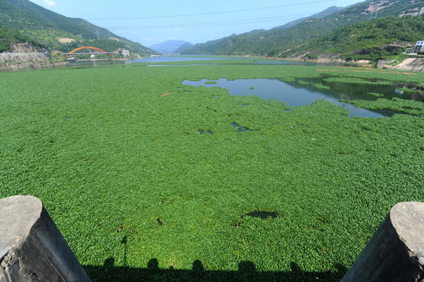 water hyacinth