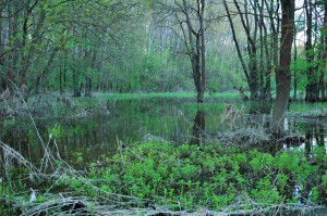 Morava's flooded forest