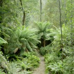 Evergreen Forest in India Evergreen Forest in India