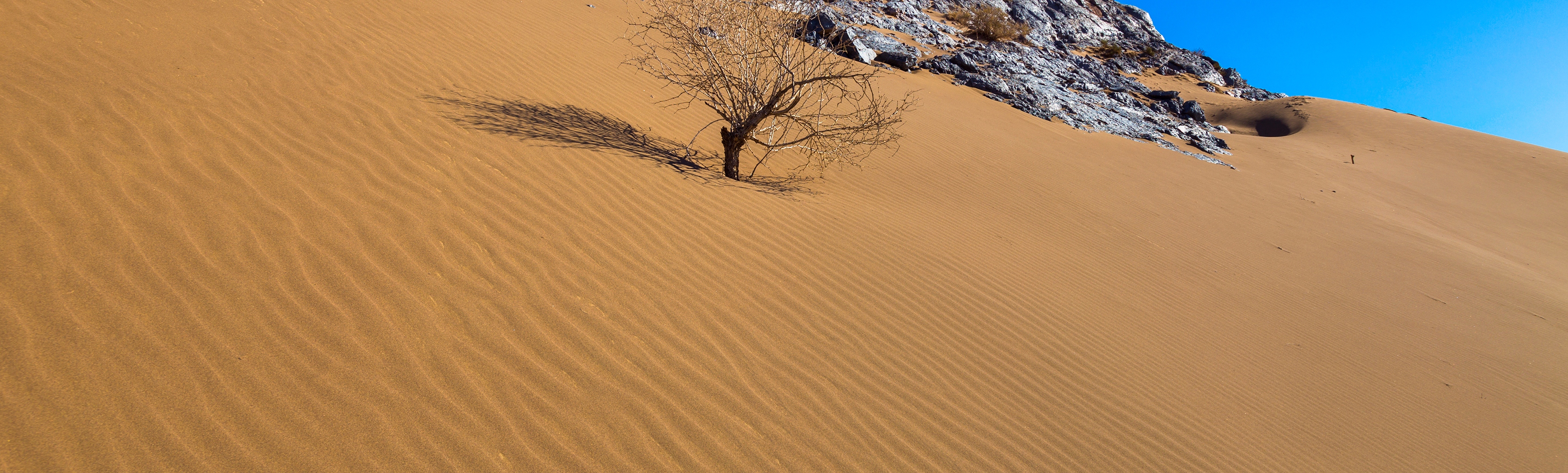 arid and desert soil