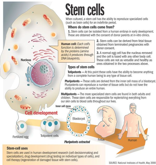 Pluripotent stem cell