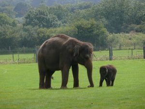 Elephants