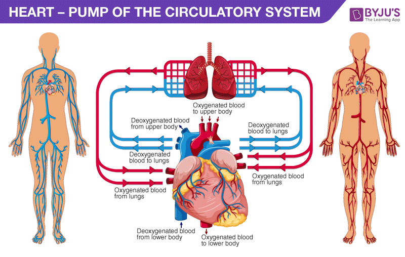 Structure and Function of the Heart