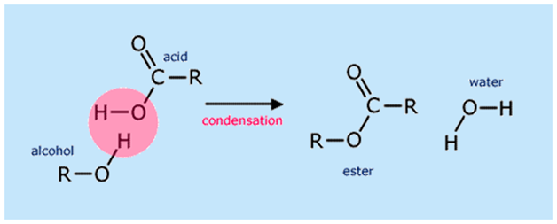 condensation reaction between alcohol and carboxylic acid