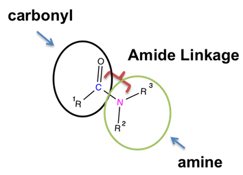 Structure of Amide