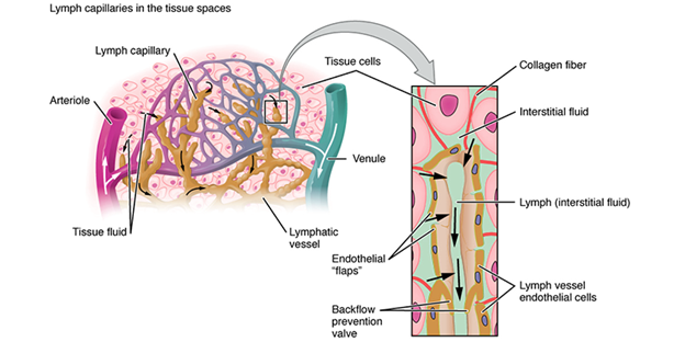 Explain The Working Of The Lymph Nodes. - NEET