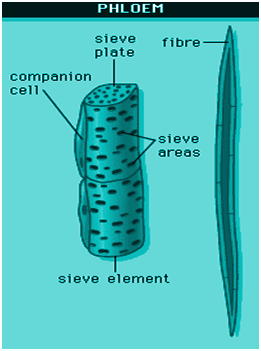 Anatomy of Flowering Plants