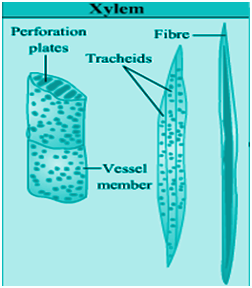 Anatomy of Flowering Plants