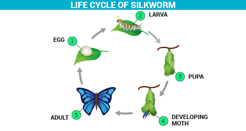 Silkworm - The Life Cycle of Silkworm | Processing of Silk