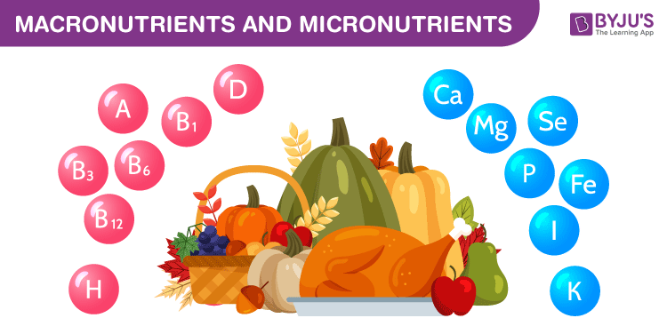 micro and macro nutrients