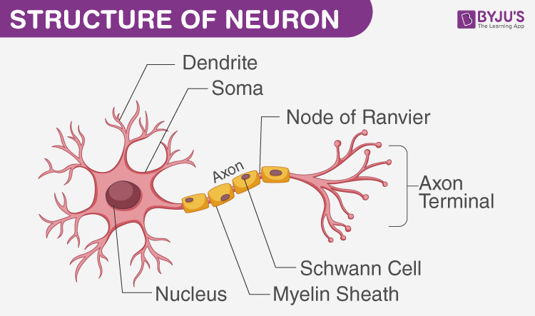 Nervous System Reflex Action Voluntary And Involuntary Action